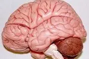 ۵ تصور اشتباه در مورد مغز انسان