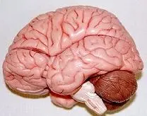 ۵ تصور اشتباه در مورد مغز انسان
