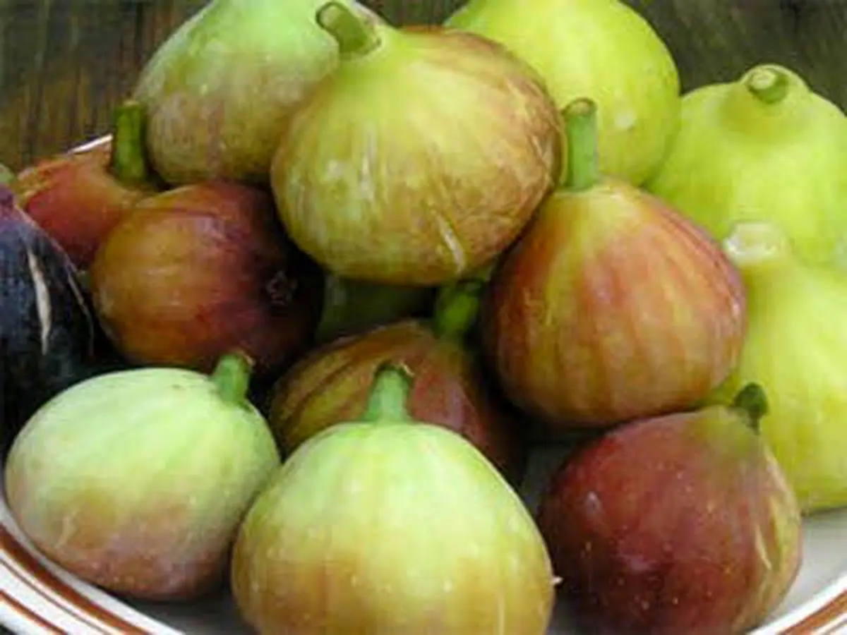 انجیر خشک و خواص درمانی آن