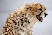 گزارش تصویری; یوزپلنگ ایرانی در پارک ملی توران