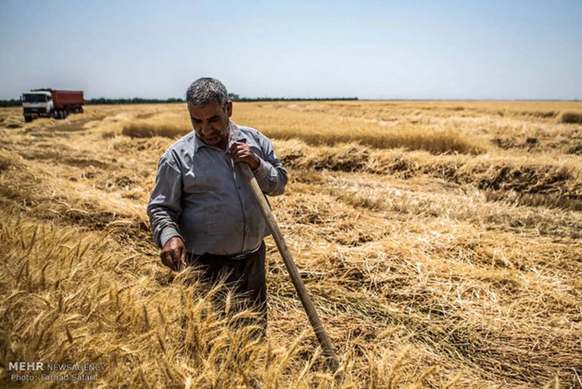 تاکنون گندم قاچاق درکردستان خریداری نشده است