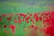 دشت شقایق اردبیل/ گزارش تصویری