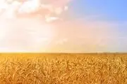 کشف دو محموله بزرگ گندم قاچاق در علی آباد کتول