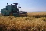 پیشنهاد ۸۵ هزار تومانی برای خرید گندم؛ نرخ نهایی در انتظار تصمیم شورای قیمت‌گذاری