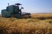 دولت به گندم یارانه می‌دهد؟