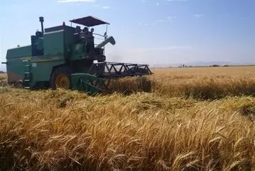 پیشنهاد ۸۵ هزار تومانی برای خرید گندم؛ نرخ نهایی در انتظار تصمیم شورای قیمت‌گذاری