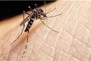 پشه ها برخی از افراد را هرگز نیش نمی زنند؟
