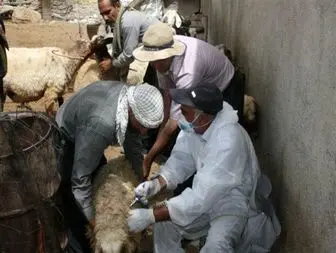 پایان عملیات فاز اول واکسیناسیون دامهای کرمانشاه علیه بیماری تب برفکی
