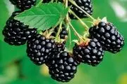 با خوردن این میوه، رشد تومور‌های سرطانی در بدنتان را کاهش دهید
