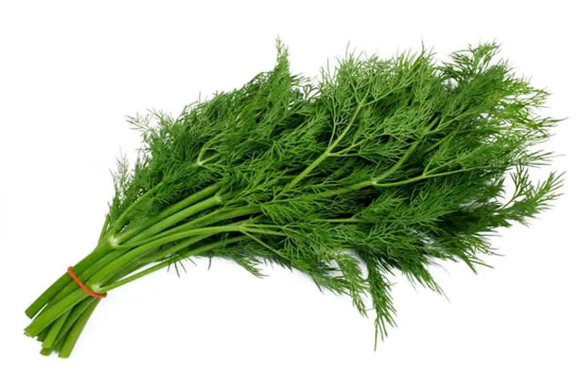 پادشاه گیاهان معروف دارویی