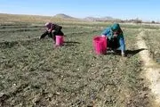 برداشت طلای سرخ در قطب تولید زعفران استان مرکزی + عکس