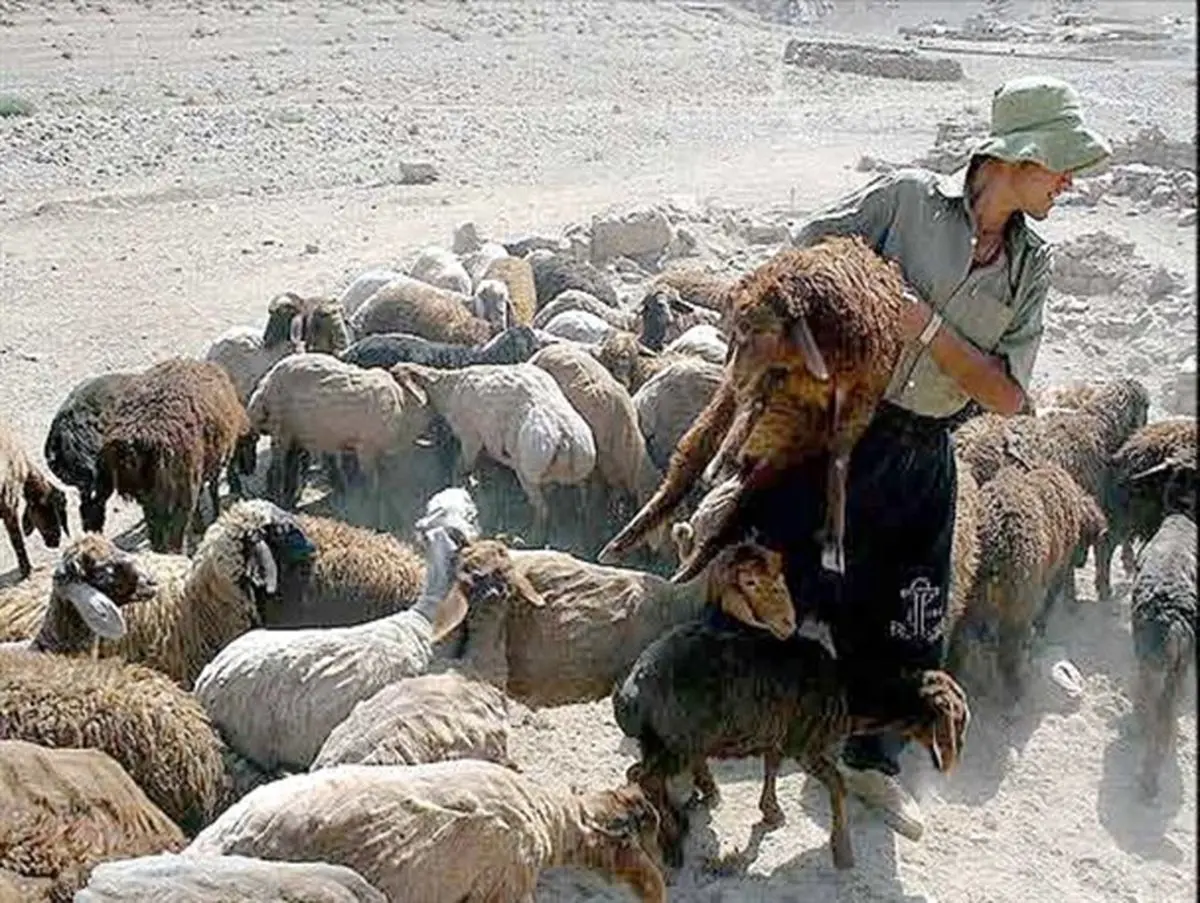 تب کریمه کنگو جدی شد
