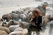 تب کریمه کنگو جدی شد