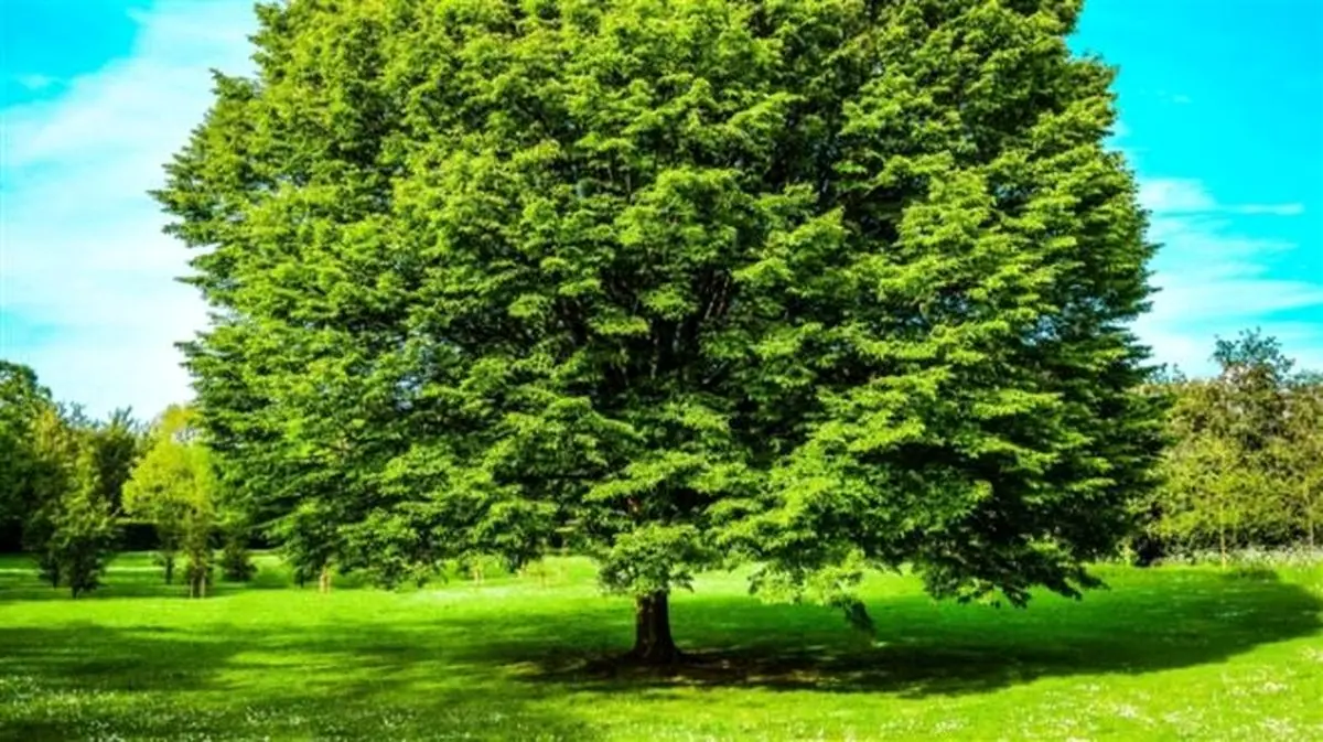 ازدواج گروهی زنان جوان با یک درخت/عکس