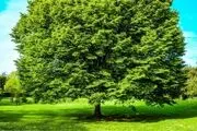 ازدواج گروهی زنان جوان با یک درخت/عکس
