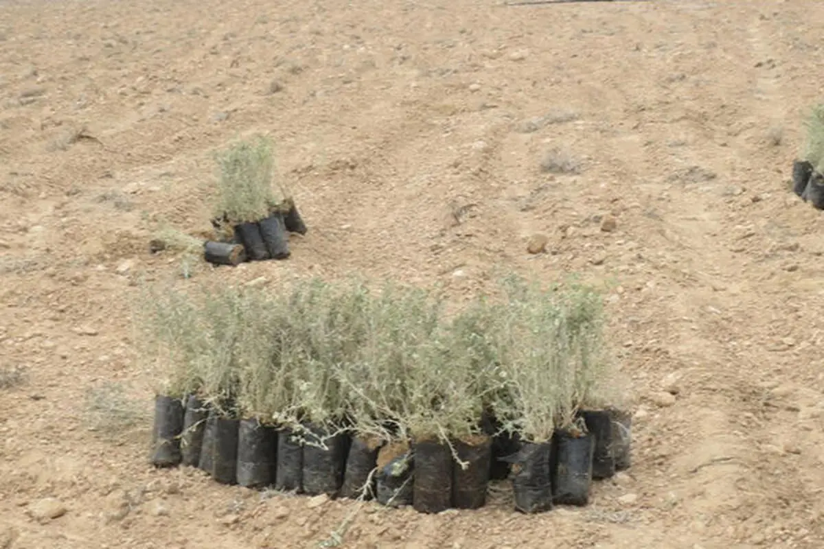 سرانه بیابان در ایران ۲ برابر آمار جهانی