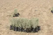 سرانه بیابان در ایران ۲ برابر آمار جهانی