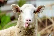 فروش گوسفند کارت ملی نمی‌خواهد!
