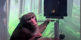 اتصال مغز میمون به رایانه برای اولین بار