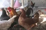 گزارشی از آنفلوانزای فوق حاد پرندگان نداشتیم
