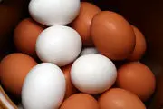 تخم مرغ های  قهوه ای نخرید
