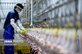  فلج کردن صنعت مرغداری با تزریق مرغ منجمد به بازار 