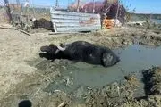 نقش ترکیه در تشدید بحران آب در عراق