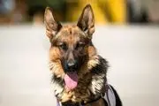 باهوش‌ترین «سگ نجات» ایران مُرد