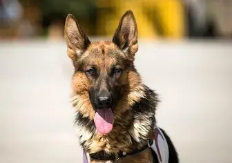 باهوش‌ترین «سگ نجات» ایران مُرد