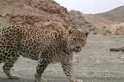 زیبایی خیره‌کننده پلنگ ایرانی +عکس