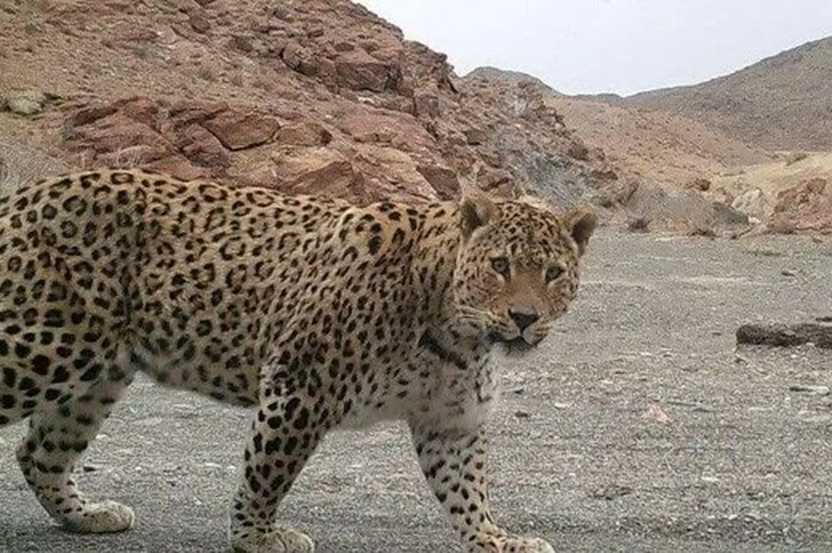 زیبایی خیره‌کننده پلنگ ایرانی +عکس