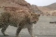 زیبایی خیره‌کننده پلنگ ایرانی +عکس