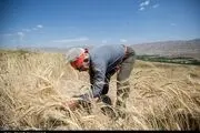  امسال خرید گندم مازاد کشاورزان کهگیلویه ۲۵۰ درصد رشد داشته است 