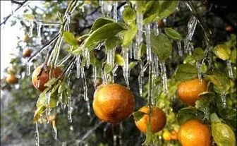پرتقال‌های سرمازده سر از بازار مصرف درآورد