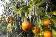 پرتقال‌های سرمازده سر از بازار مصرف درآورد