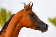 
نمایش اسب‌های اصیل عرب/ گزارش تصویری 
