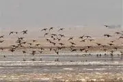 مهاجرت پرندگان از تالاب 