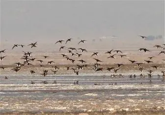 مهاجرت پرندگان از تالاب "کجی" نهبندان آغاز شد 
