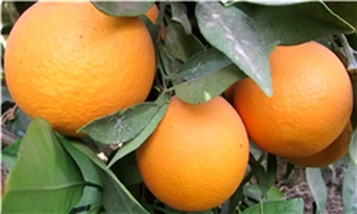 طمع دلالان میادین میوه به مرکبات