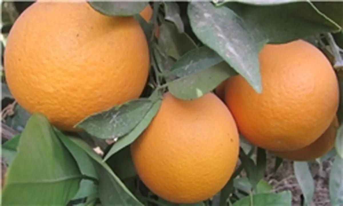 طمع دلالان میادین میوه به مرکبات