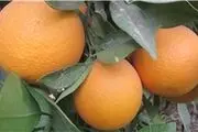 درخواست یک نماینده برا سازماندهی بازار فروش مرکبات