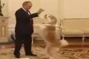 سر و صدای سگ پوتین از دیدن خبرنگاران+ فیلم 