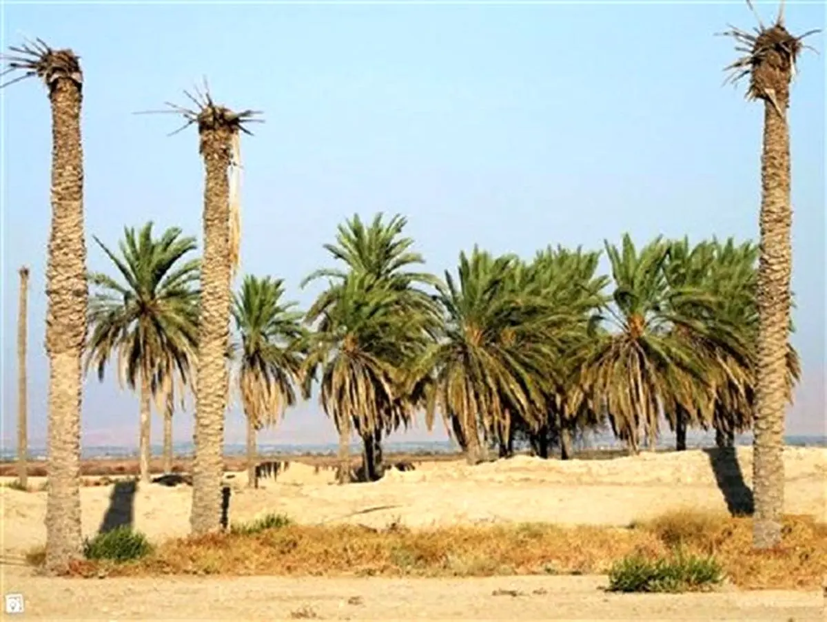 400 هزار اصله نخل در خوزستان در حال نابودی است