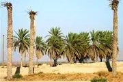 400 هزار اصله نخل در خوزستان در حال نابودی است