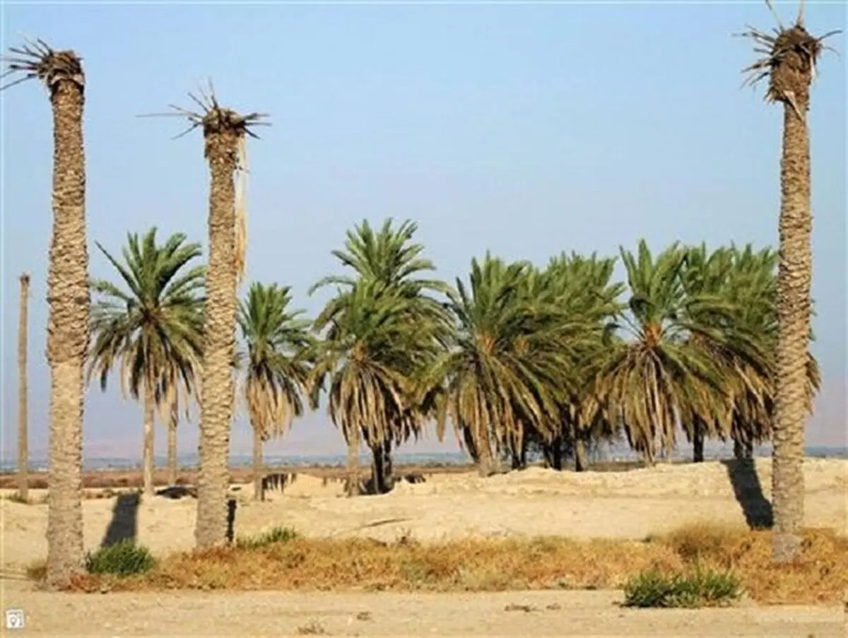 400 هزار اصله نخل در خوزستان در حال نابودی است