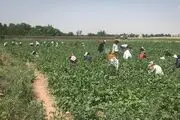 برداشت لوبیا از مزارع تهران/ گزارش تصویری