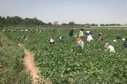 برداشت لوبیا از مزارع تهران/ گزارش تصویری