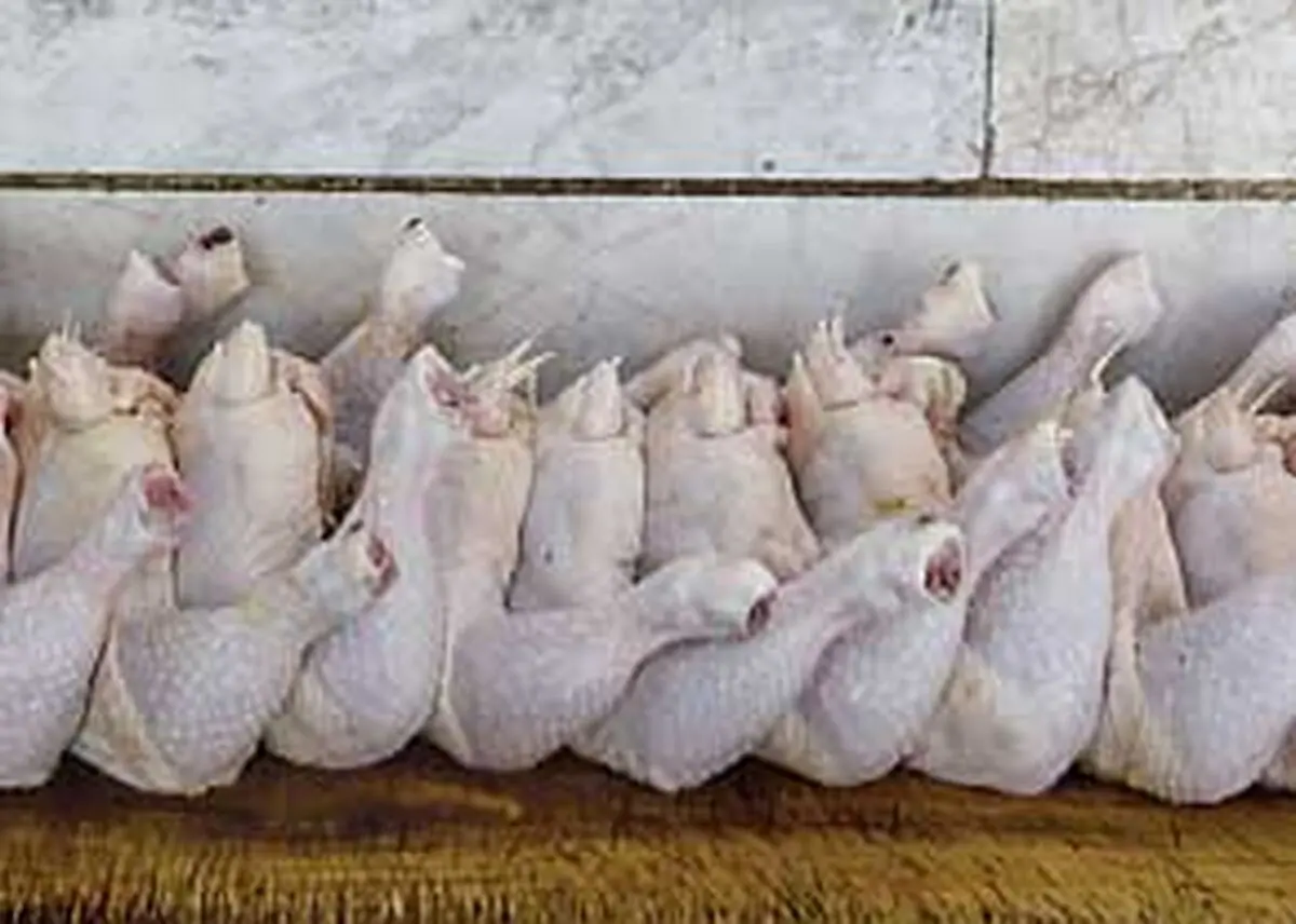 آخرین نرخ مرغ و تخم‌مرغ در تهران