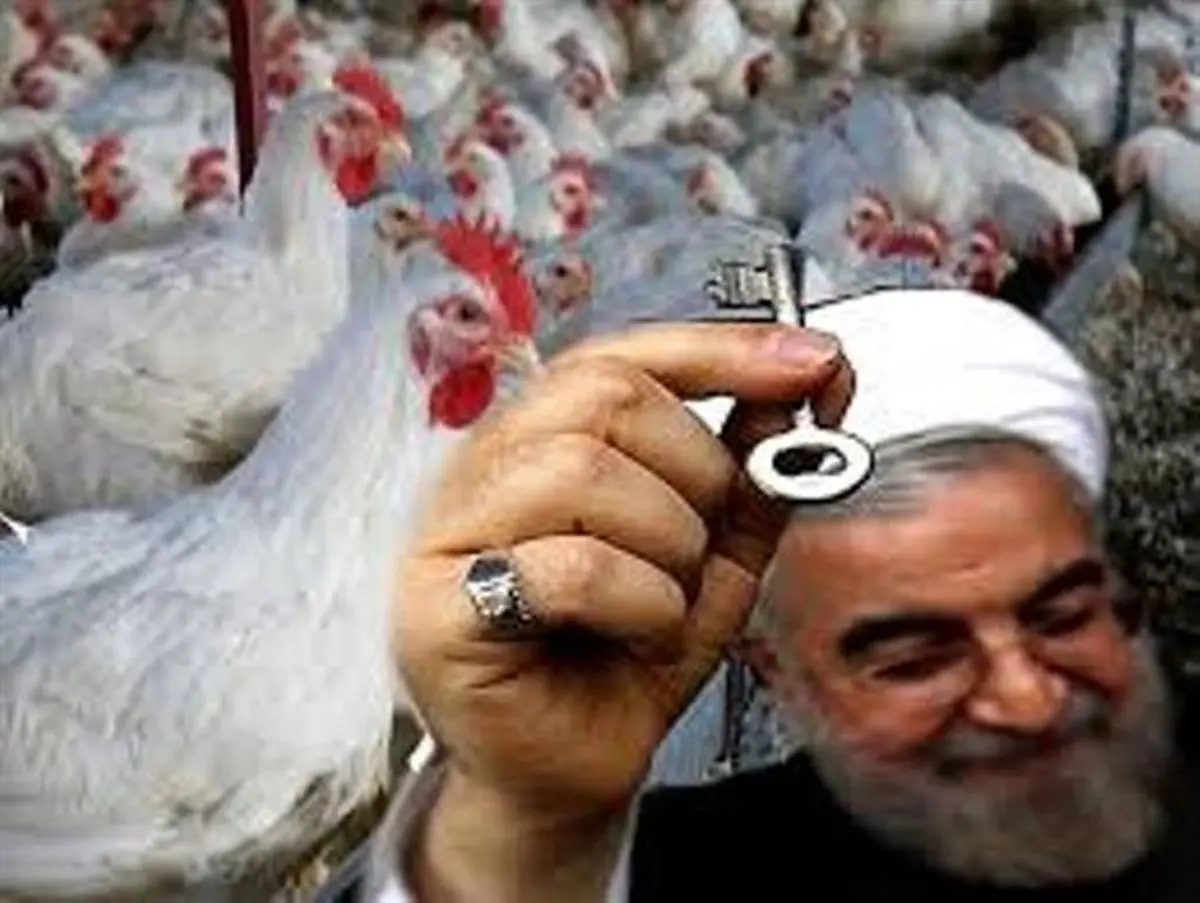 بی تدبیری دولت در قول 10 روزه به مرغداران