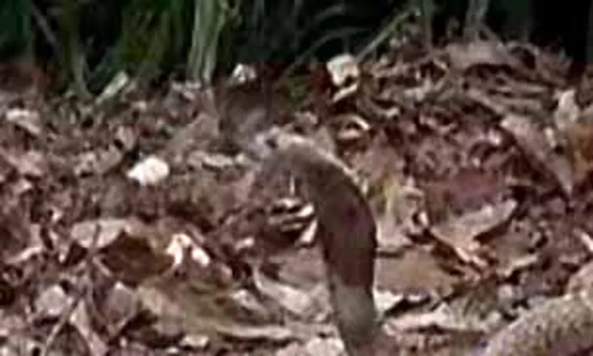 نبرد مار کبری با مارمولک کمودو + فیلم